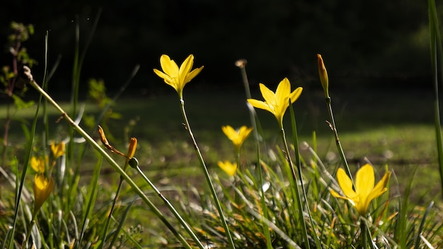 Disparo de enfoque selectivo de tulipanes bieberstein en el campo con fondo bokeh