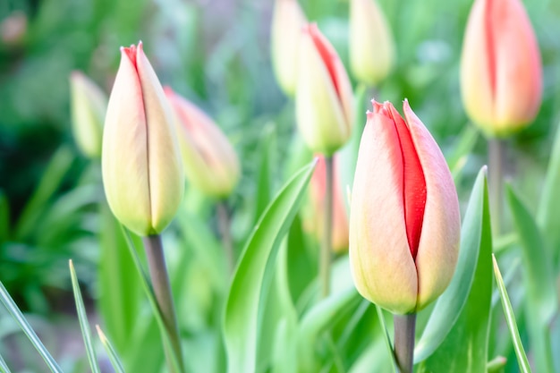Disparo de enfoque selectivo de tulipanes rojos y blancos que crecen en el campo