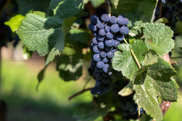 Foto gratuita disparo de enfoque selectivo de uvas adjuntas a la rama durante el día