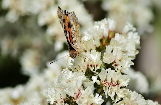 Disparo de enfoque selectivo de Vanessa cardui butterfly recogiendo polen en flores de statice