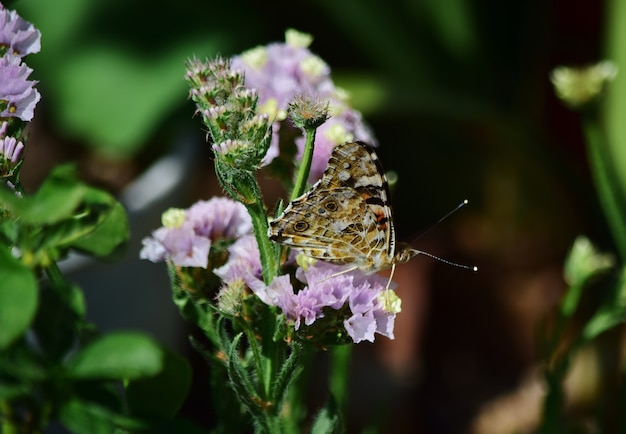 Disparo de enfoque selectivo de Vanessa cardui butterfly recogiendo polen en flores de statice