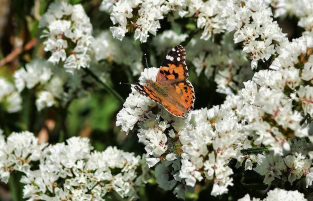 Disparo de enfoque selectivo de Vanessa cardui butterfly recogiendo polen en flores de statice