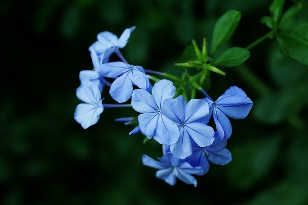 Disparo de enfoque selectivo de varias flores de verbena