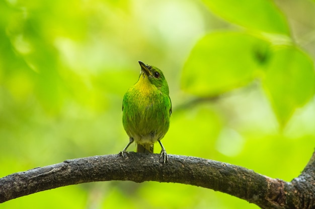 Disparo de enfoque selectivo de un verde honeycreeper posado en una rama