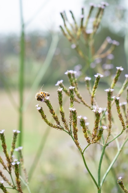 Foto gratuita disparo de enfoque selectivo vertical de una abeja en la rama de hierba dulce