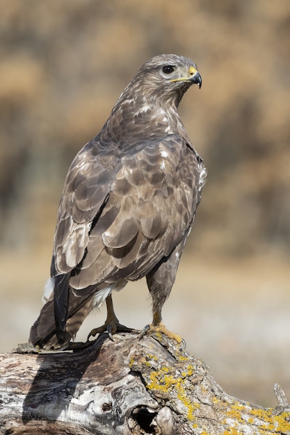 Disparo de enfoque selectivo vertical de un águila en la naturaleza