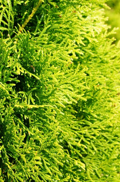 Disparo de enfoque selectivo vertical de un árbol de jardín verde cubierto por la luz del sol