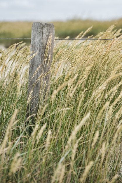 Disparo de enfoque selectivo vertical de espiga de trigo que crece en medio de un campo en el campo