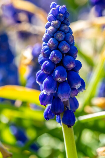 Disparo de enfoque selectivo vertical de una exótica flor de jacinto de uva púrpura capturada en un jardín.