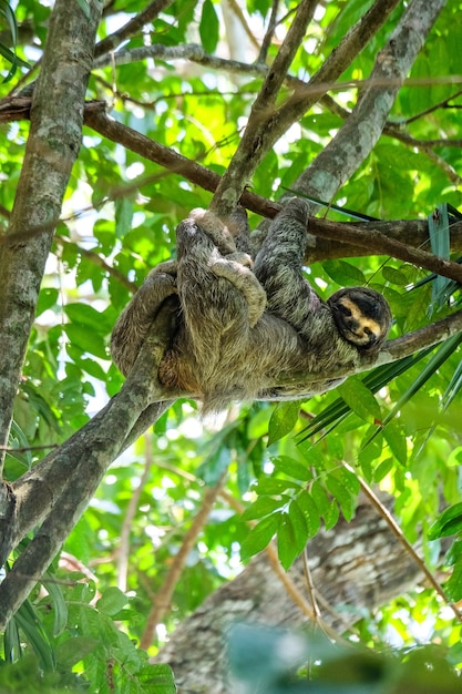 Disparo de enfoque selectivo vertical de un feliz perezoso de tres dedos colgando en medio del bosque