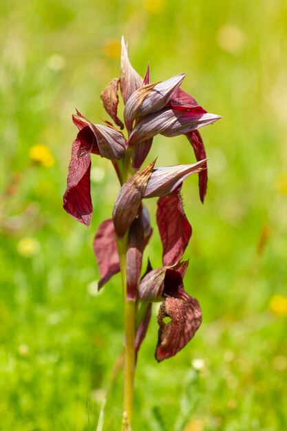 Disparo de enfoque selectivo vertical de una flor capturada en la isla de Cíes, España