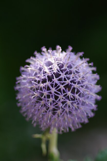 Disparo de enfoque selectivo vertical de una flor de cardo de globo