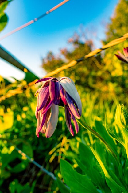 Disparo de enfoque selectivo vertical de una flor de colores marchitos en un campo- para fondo de pantalla móvil