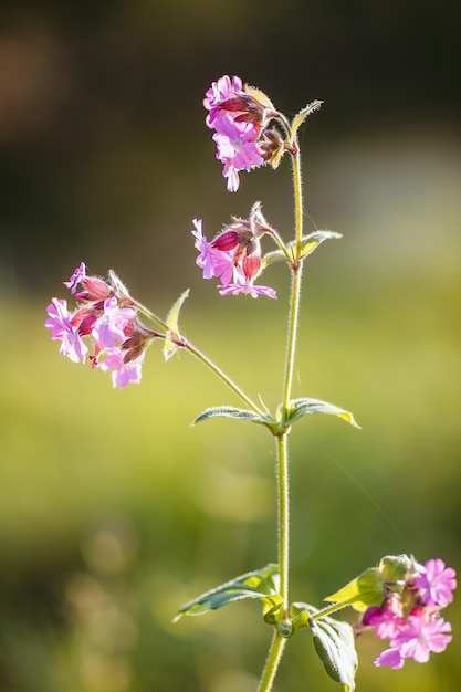 Disparo de enfoque selectivo vertical de florecientes flores de color rosa en la vegetación