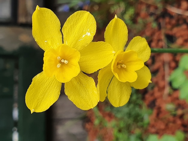 Disparo de enfoque selectivo vertical de flores amarillas prímula
