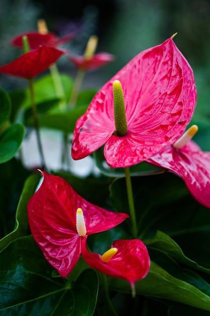 Disparo de enfoque selectivo vertical de flores de anturio rojo