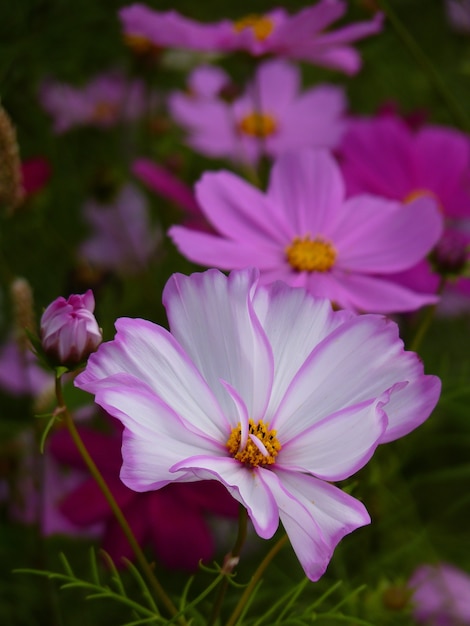 Disparo de enfoque selectivo vertical de flores de cosmos