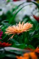 Foto gratuita disparo de enfoque selectivo vertical de flores de gerbera de coral