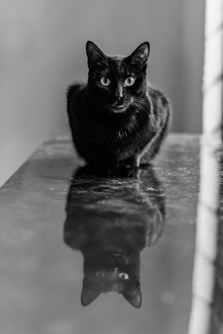Foto gratuito disparo de enfoque selectivo vertical de un gato negro y su reflejo en el alféizar de la ventana