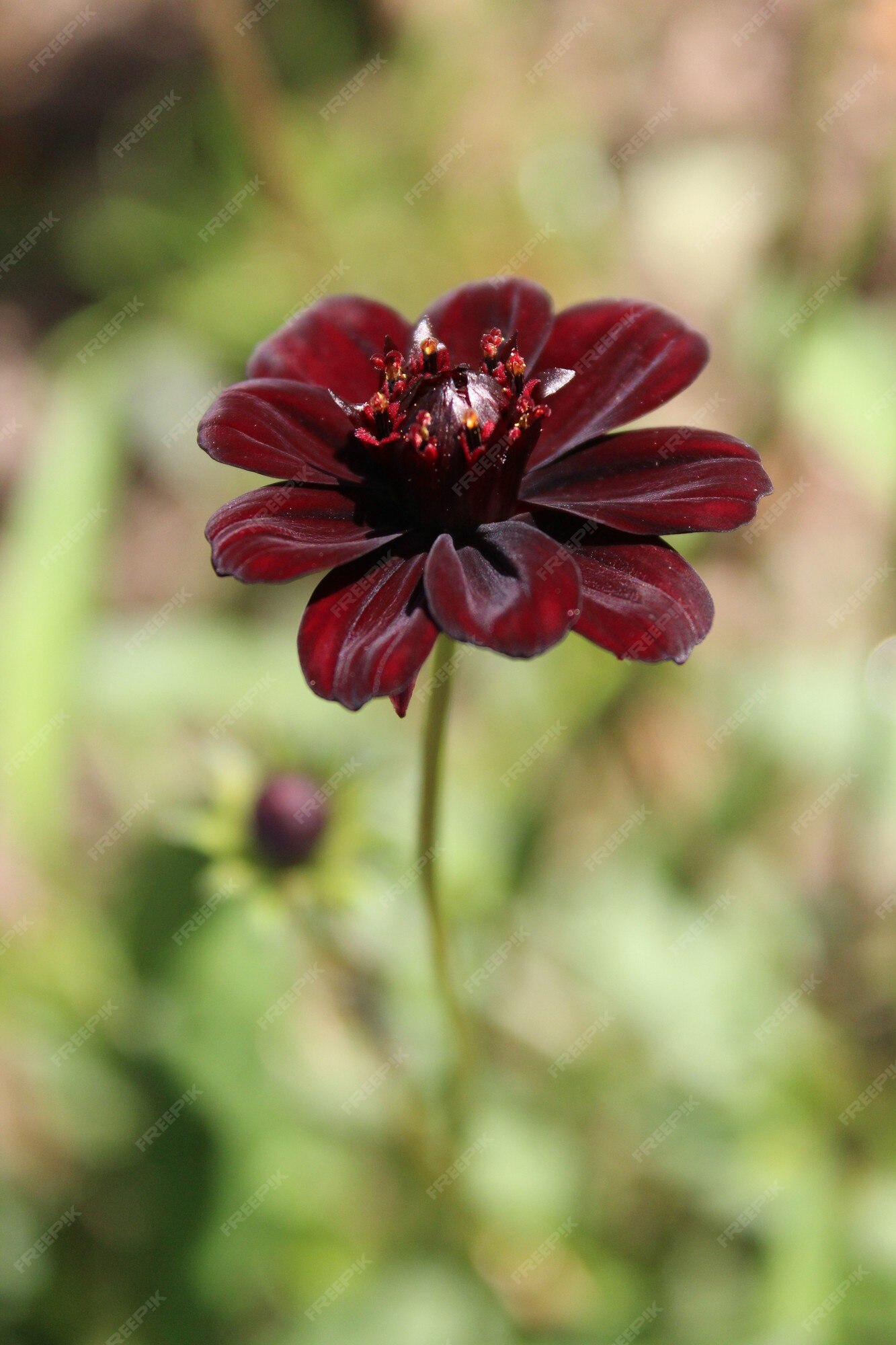 Disparo de enfoque selectivo vertical de una hermosa flor de chocolate  cosmos | Foto Gratis