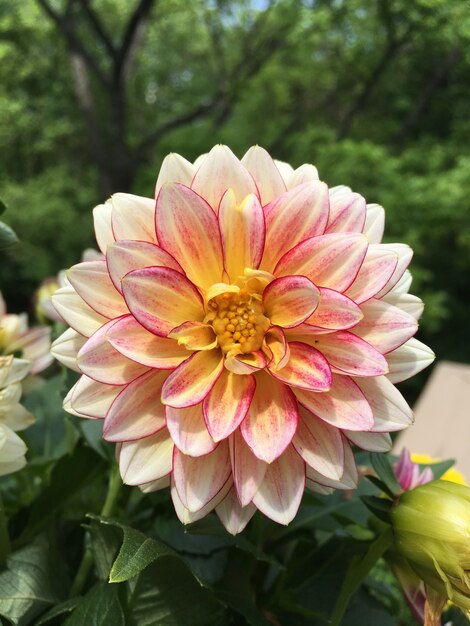 Disparo de enfoque selectivo vertical de una hermosa flor de Dalia en un jardín.