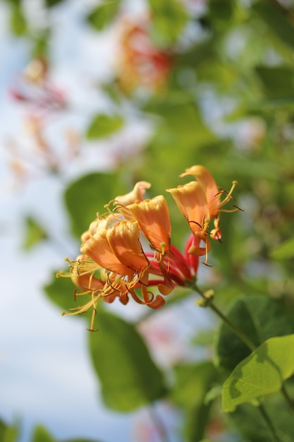 Disparo de enfoque selectivo vertical de una hermosa flor de madreselva