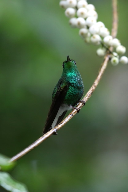 Disparo de enfoque selectivo vertical de un hermoso colibrí verde posado en una rama