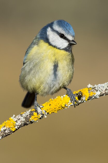 Disparo de enfoque selectivo vertical de un hermoso pájaro azul en la rama de un árbol