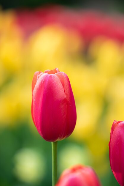Disparo de enfoque selectivo vertical de hermosos tulipanes rosados capturados en un jardín de tulipanes