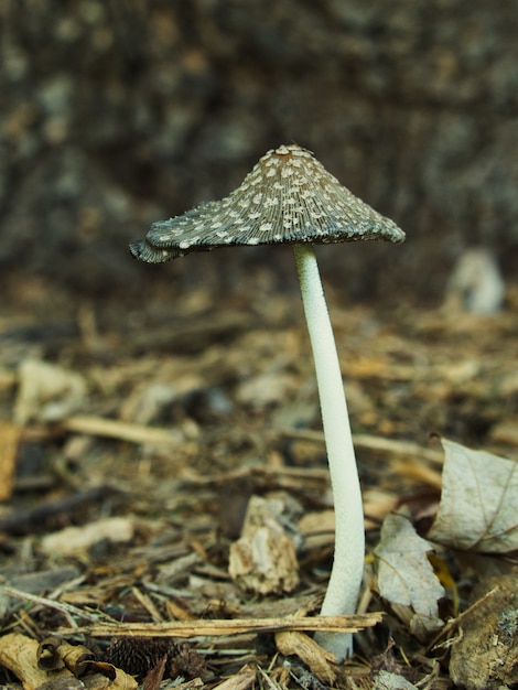 Disparo de enfoque selectivo vertical de hongo urraca en un bosque