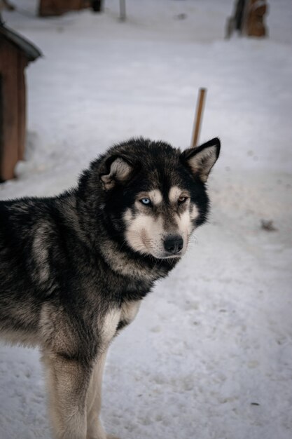 Disparo de enfoque selectivo vertical de husky siberiano negro en invierno