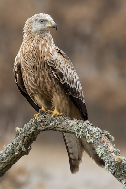 Disparo de enfoque selectivo vertical de un magnífico águila real con un espacio natural borroso