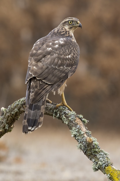Foto gratuita disparo de enfoque selectivo vertical de un magnífico halcón sentado en la rama cubierta de musgo de un árbol