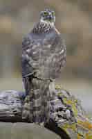 Foto gratuita disparo de enfoque selectivo vertical de un magnífico halcón sentado sobre una rama gruesa de un árbol