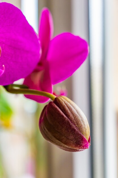 Disparo de enfoque selectivo vertical de una orquídea rosa sin florecer