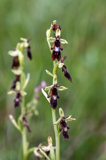 Disparo de enfoque selectivo vertical de la planta con flores Ophrys insectifera