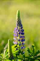 Foto gratuita disparo de enfoque selectivo vertical de púrpura delphinium retropilosum