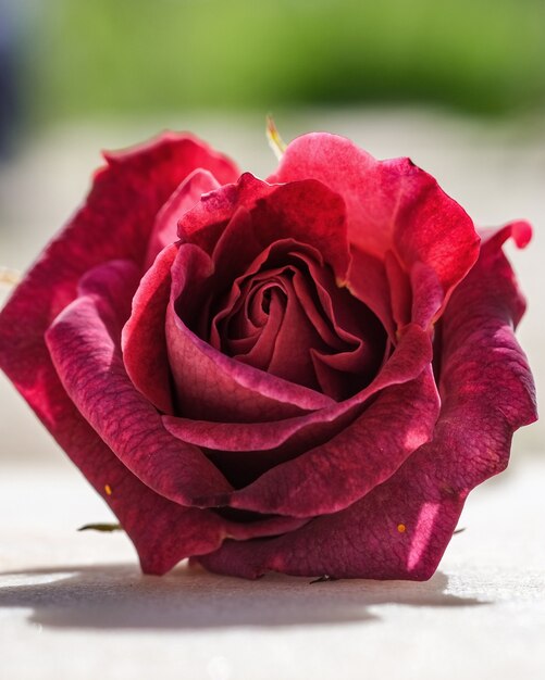 Disparo de enfoque selectivo vertical de una rosa roja en flor