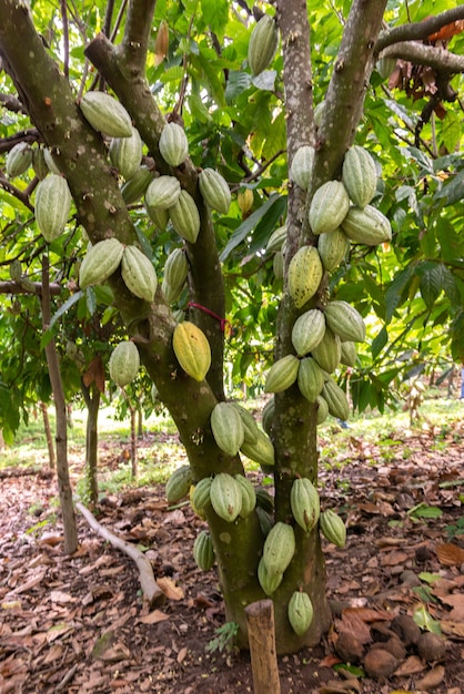 Disparo de enfoque selectivo vertical de Theobroma cacao creciendo en un árbol preparándose para convertirse en chocolate