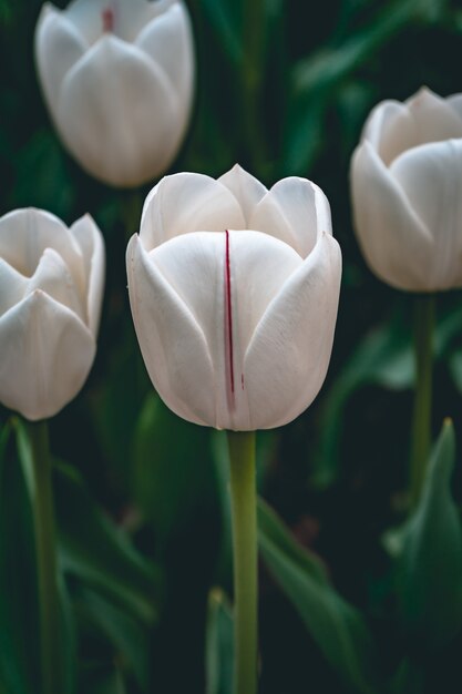 Disparo de enfoque selectivo vertical de tulipanes blancos capturados en un jardín de tulipanes