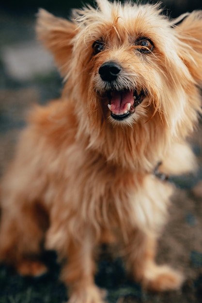 Disparo de enfoque selectivo vertical de un Yorkshire terrier