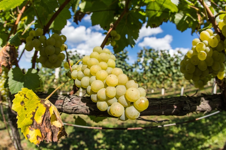 Foto gratuito disparo de enfoque selectivo de una vid con uvas maduras
