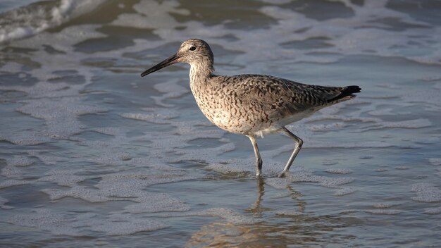 Disparo de enfoque selectivo de un willet de pie en el agua en una orilla