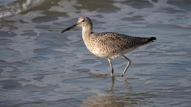 Disparo de enfoque selectivo de un willet de pie en el agua en una orilla