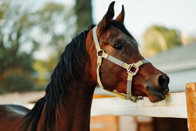 Disparo de enfoque superficial de un caballo marrón usando un arnés