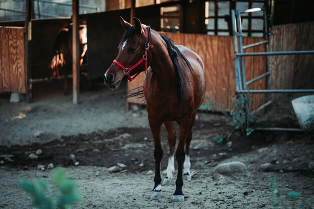 Disparo de enfoque superficial de un caballo marrón vistiendo un arnés rojo