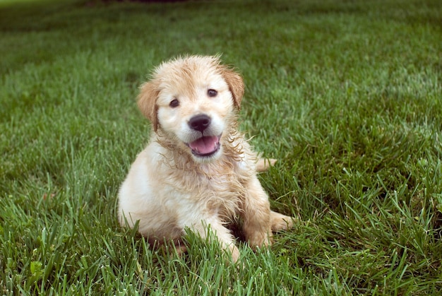 Disparo de enfoque superficial de un cachorro Golden Retriever húmedo sentado en un suelo de hierba