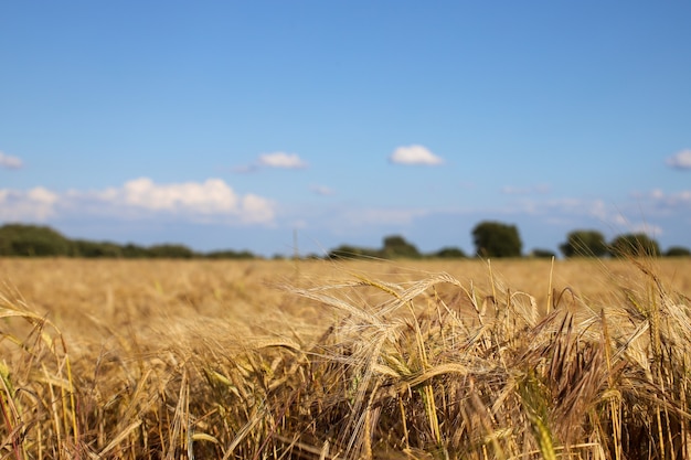 Foto gratuita disparo de enfoque superficial de un campo de trigo con un cielo azul borroso