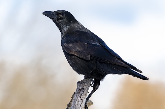 Disparo de enfoque superficial de un cuervo carroñero (Corvus Corone) posado en una rama