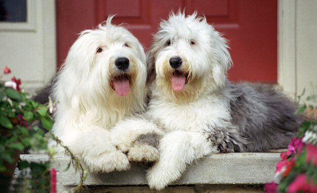 Disparo de enfoque superficial de dos lindos perros pastor descansando en el suelo